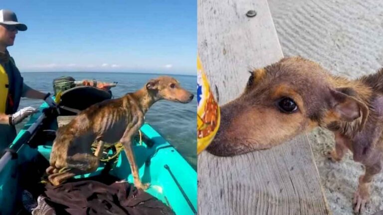 Fotograaf red sterwende hond van afgeleë eiland