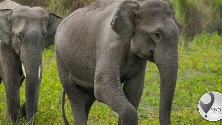Zimbabwe-man dood toe hy selfie saam olifant wil neem