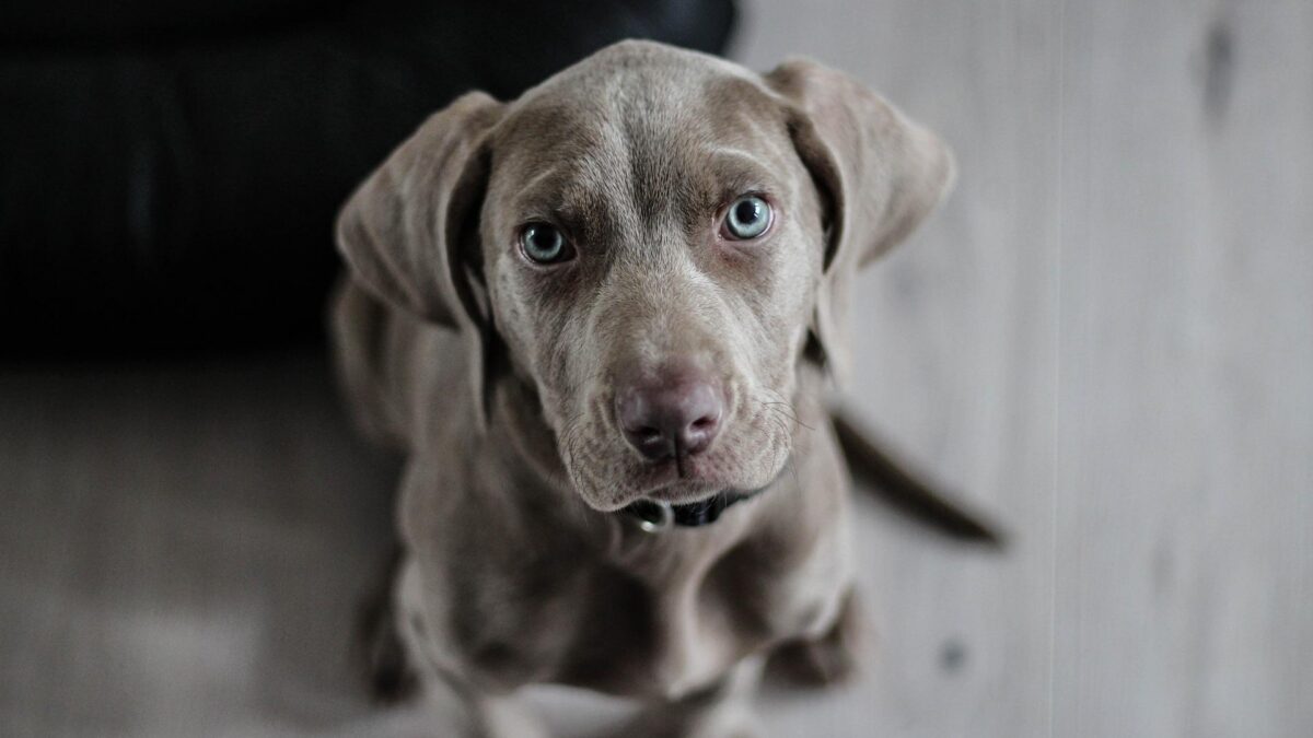 Maklike 'breath mints' vir jou hond