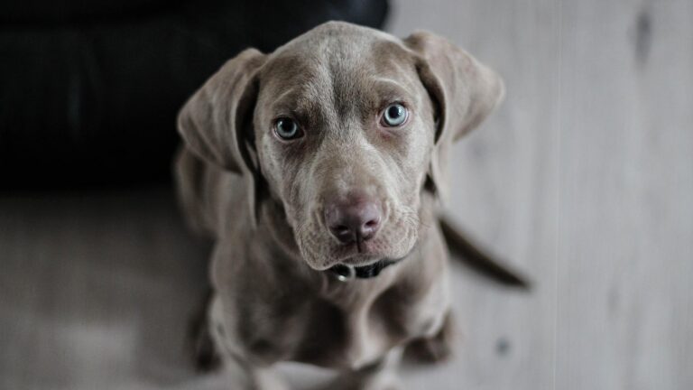 Maklike 'breath mints' vir jou hond