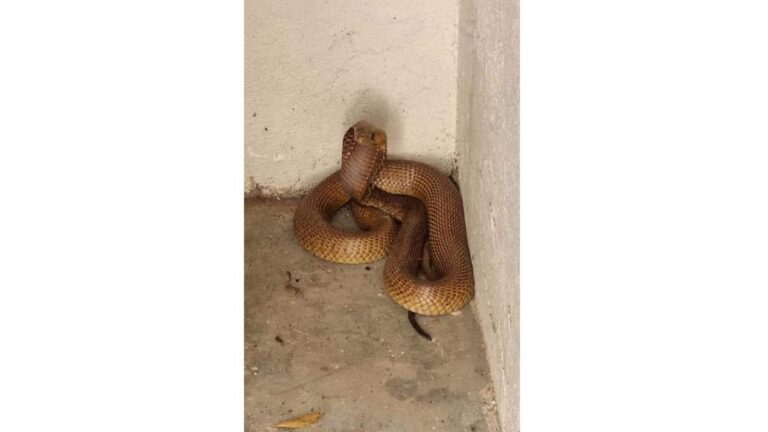 Kaapse Kobra veilig verwyder