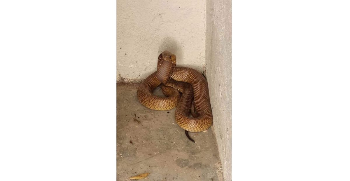 Kaapse Kobra veilig verwyder