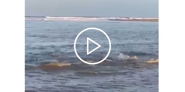 Foto: Skermgreep van video - Cody Ackhurst
