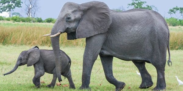 Namibië van plan om 83 olifante en 640 ander diere te laat doodmaak