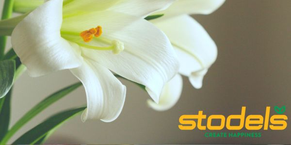 Welstand van binne na buite met Stodels.