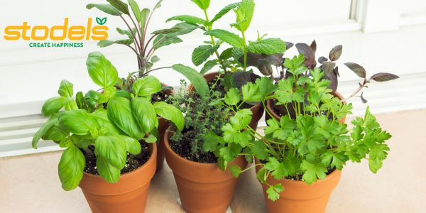 Dink jy winter beteken die einde van jou kruietuin-drome?