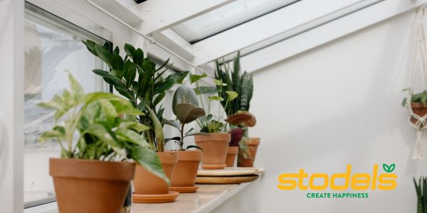 GAUTENG. – Soos die winter oor die land neersak, staar ons binnenshuise plante unieke uitdagings in die gesig soos vergeling van blare.