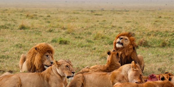 Leeus in die savanne van die Kruger-wildtuin