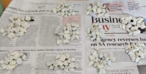 Stones suspected to be crack cocaine laid out and counted on newspaper after a seizure at Bram Fischer International Airport