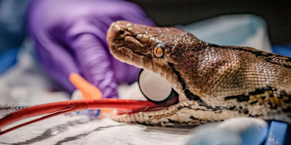 Luislang ontvang veeartsenykundige behandeling by Chester Zoo