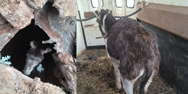 Donkie vasgekeer in ’n rioolput in Hebron en later veilig by die Tshwane DBV