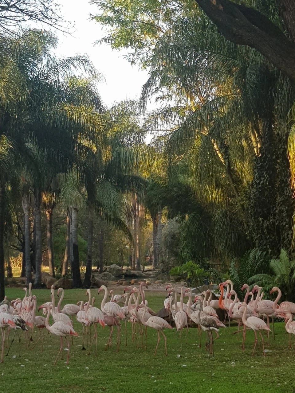 Flamingos from the Mike Bolhuis Flamingo Project in a treed enclosure