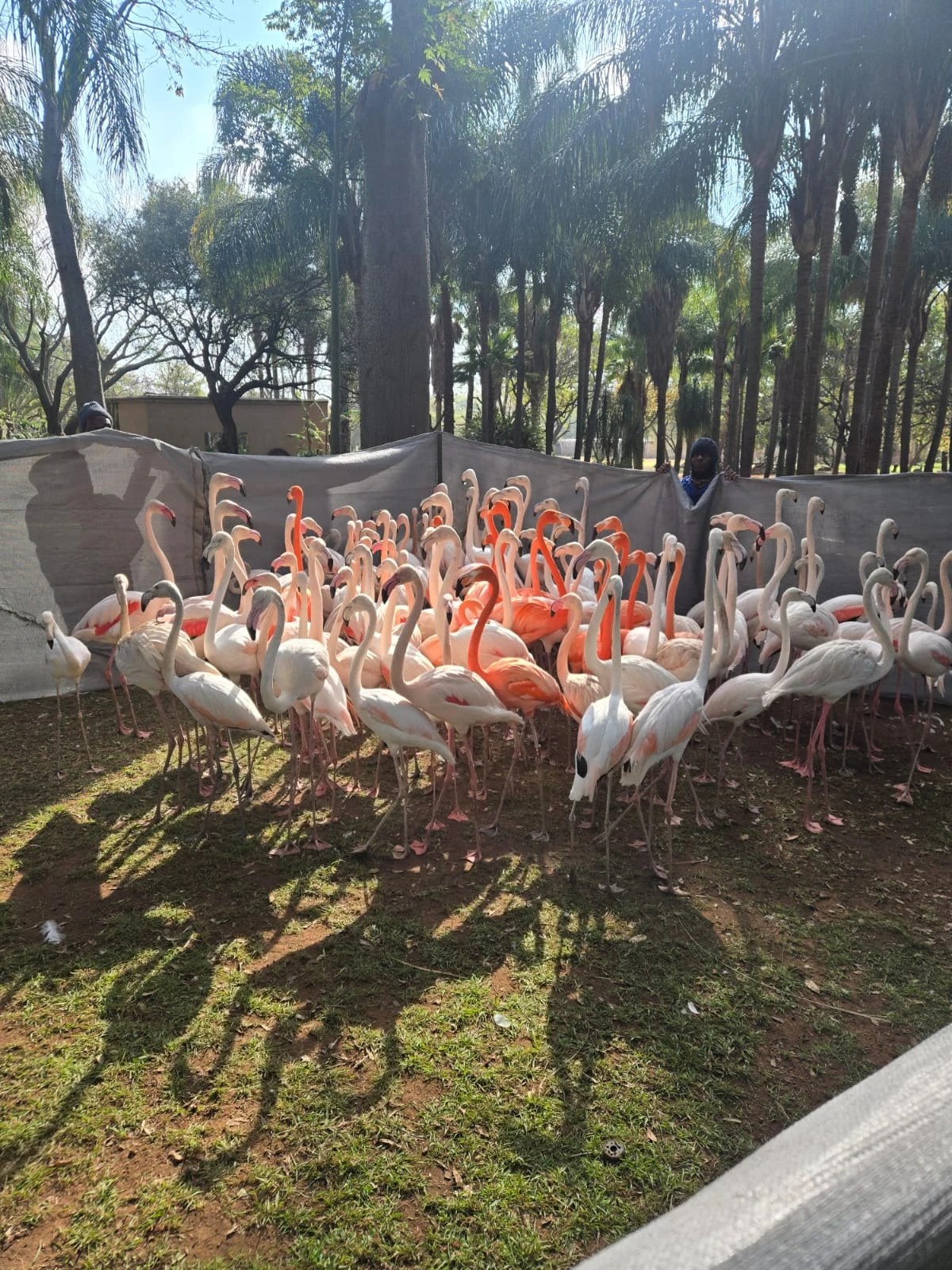 A flock of flamingos gathered behind screening with handlers during the move