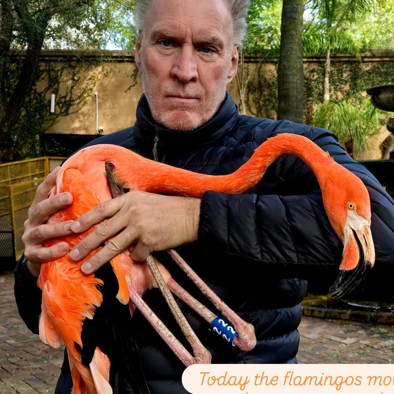 Mike Bolhuis holds a flamingo from the Mike Bolhuis Flamingo Project