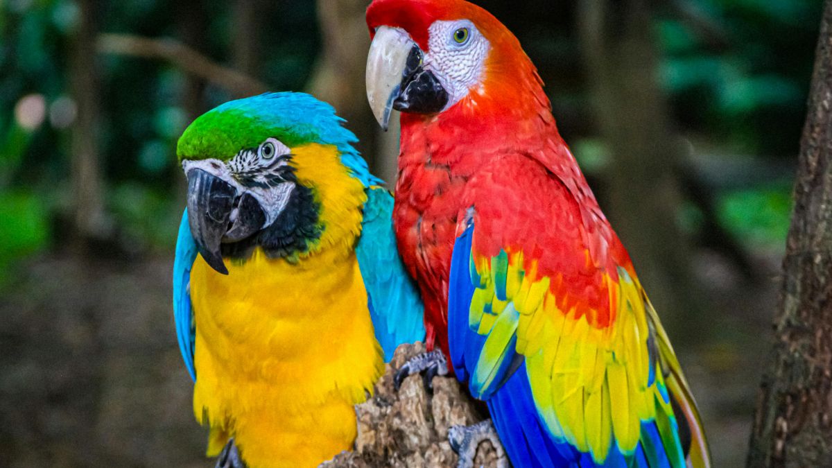 Papegaaikuikens uit onderskepte eiers