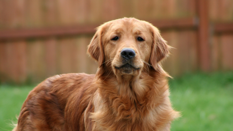 Golden retriever