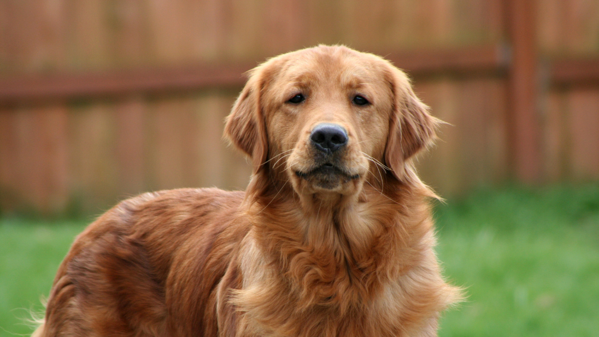 Golden retriever