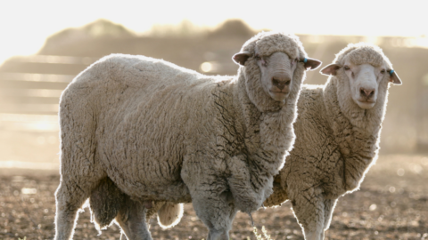 merino skape