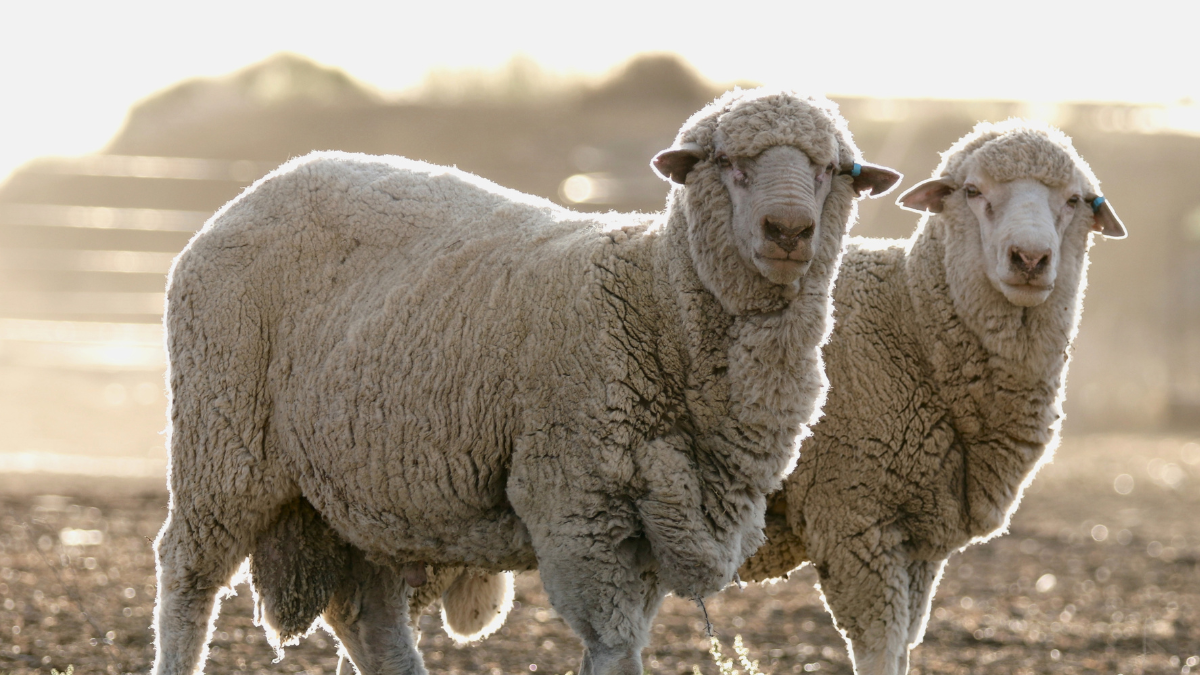 merino skape