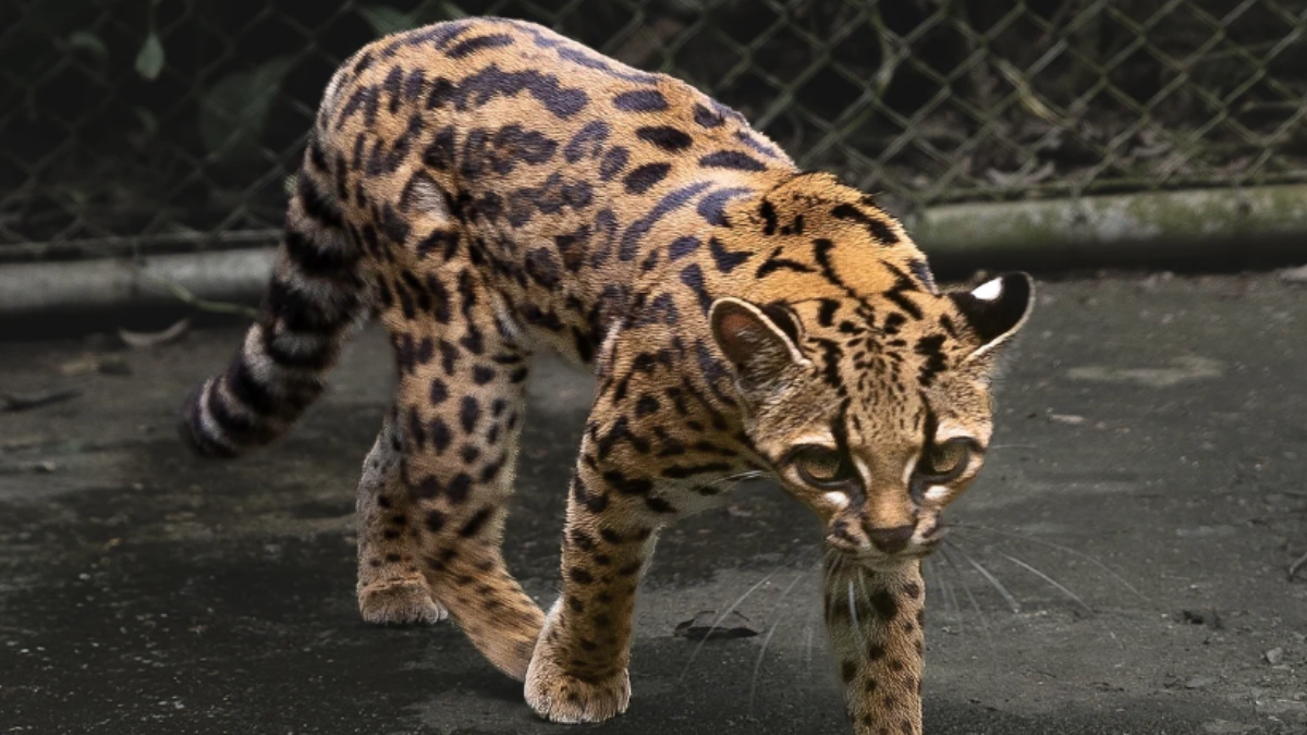 Leopardus tilcayo, die nuwe wilde katspesie wat in Bolivia beskryf is