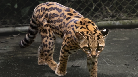 Leopardus tilcayo, die nuwe wilde katspesie wat in Bolivia beskryf is