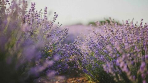 Laventelblomme in ’n veld – boedelbeplanning
