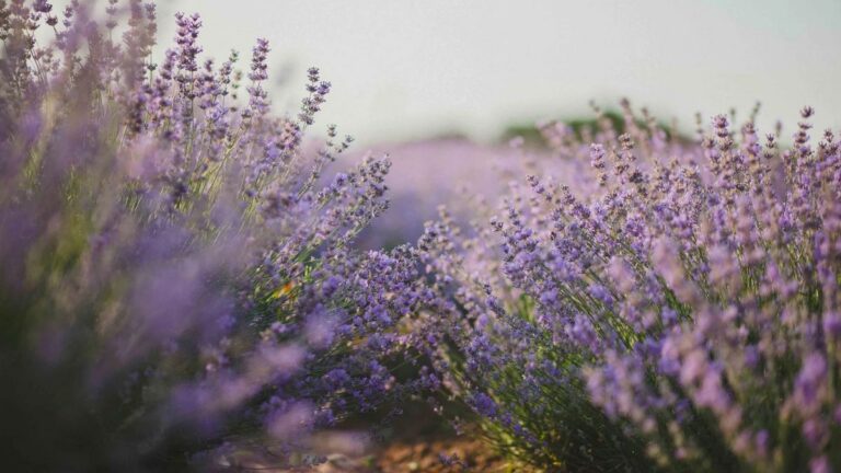 Laventelblomme in ’n veld – boedelbeplanning