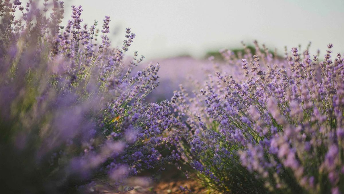 Laventelblomme in ’n veld – boedelbeplanning